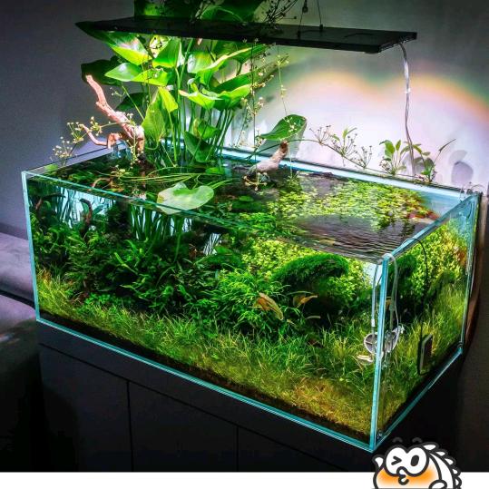 鑫鑫一佳  二手鱼缸