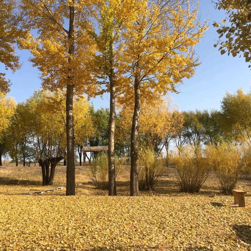 牧羊姑娘（斯琴图雅牧家乐）