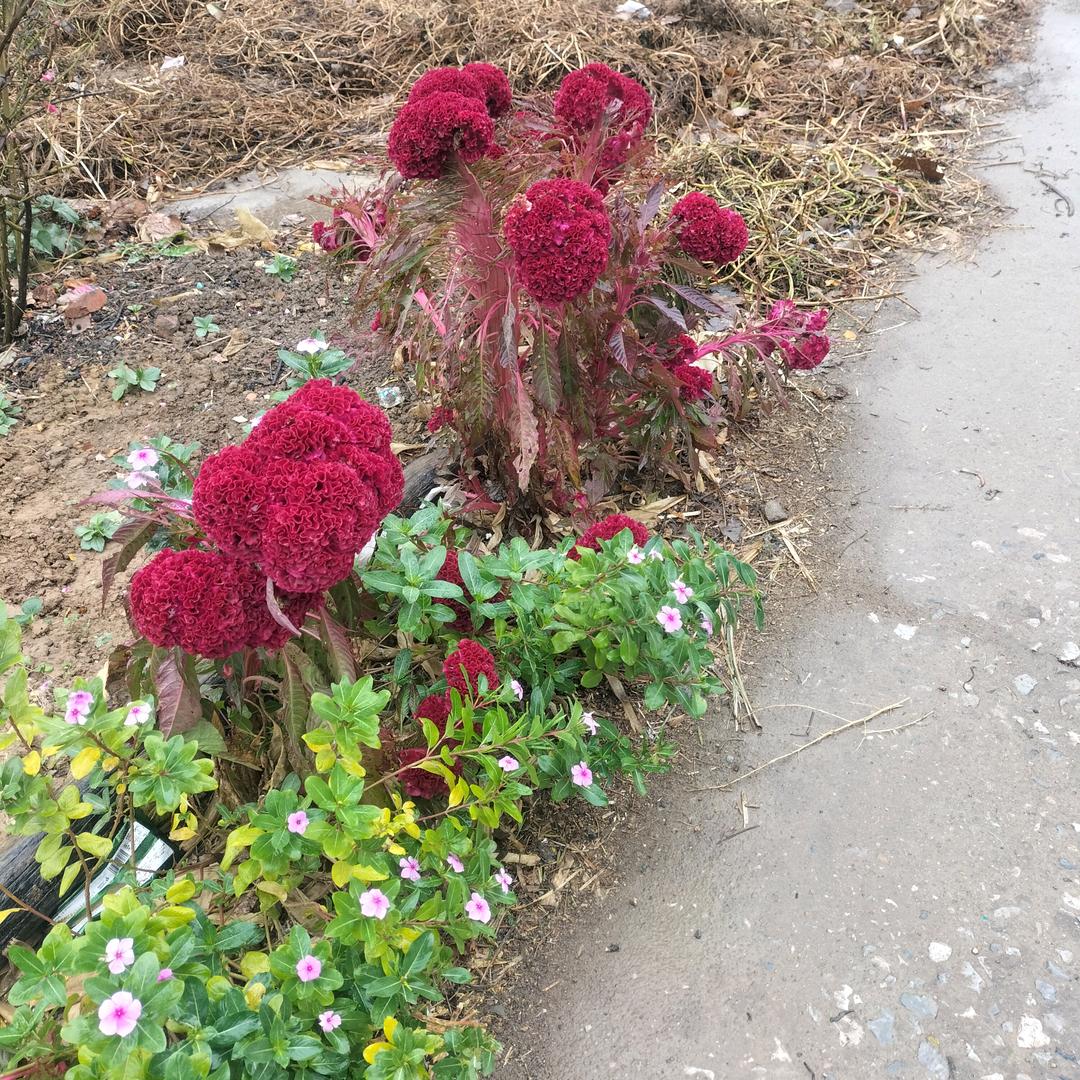 小草