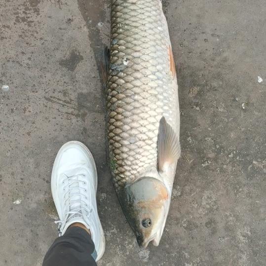 a鳜在坚持，金弹子微盆景