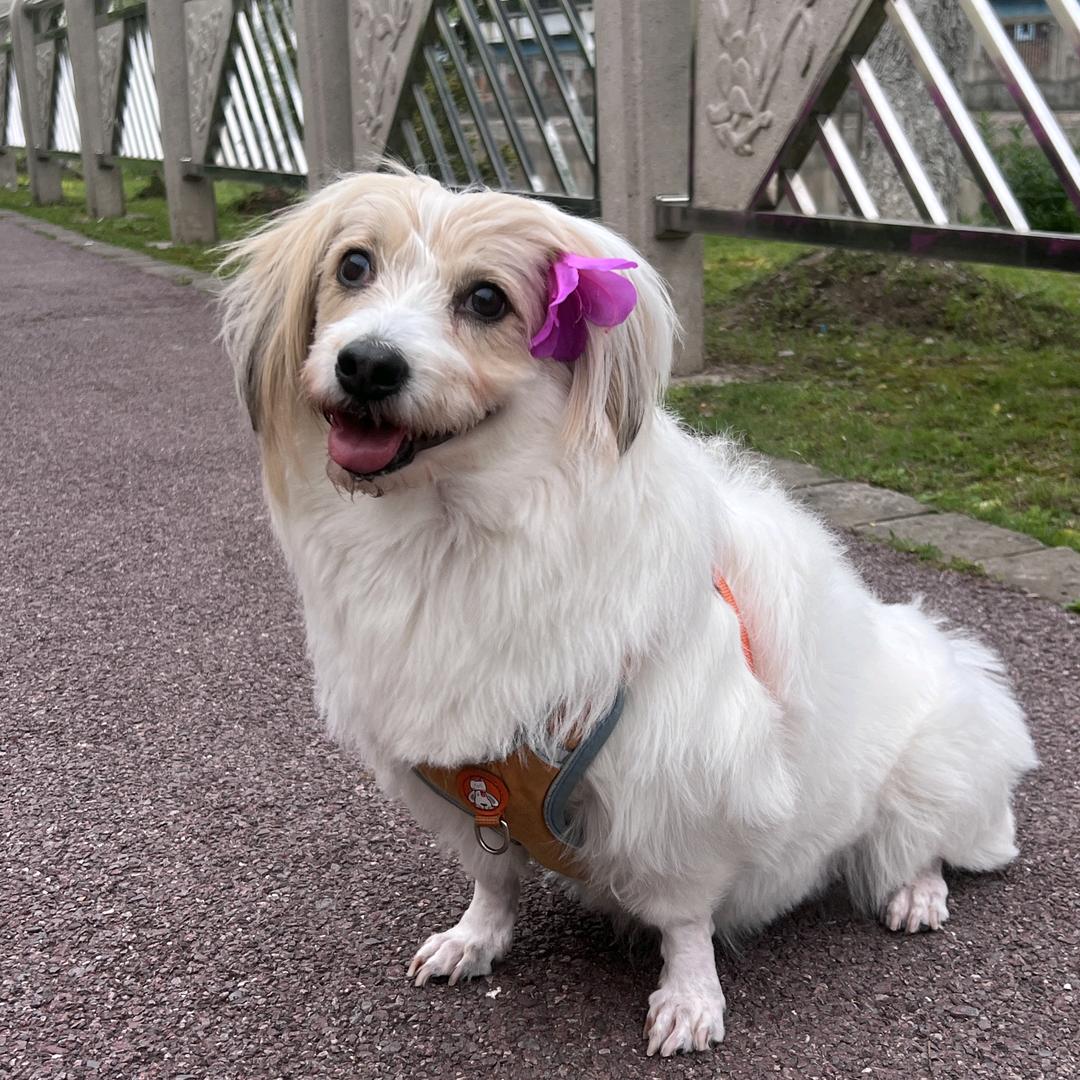 三狗一猫
