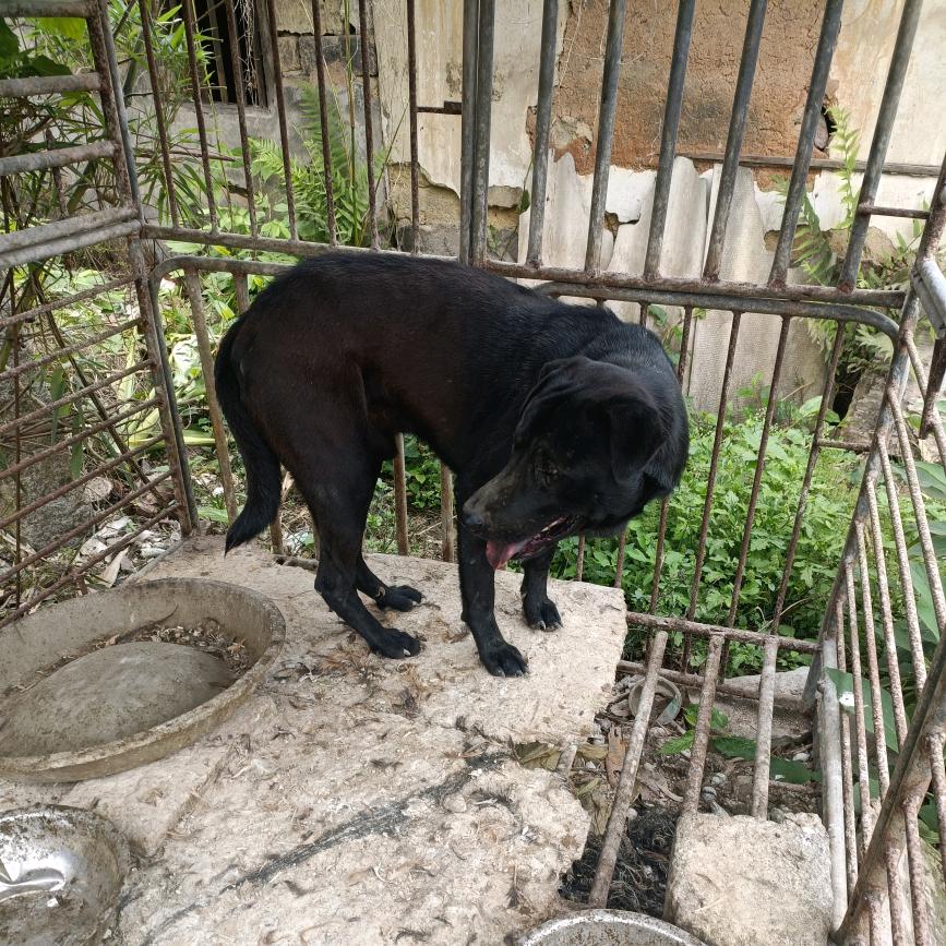生鲜香肉批发