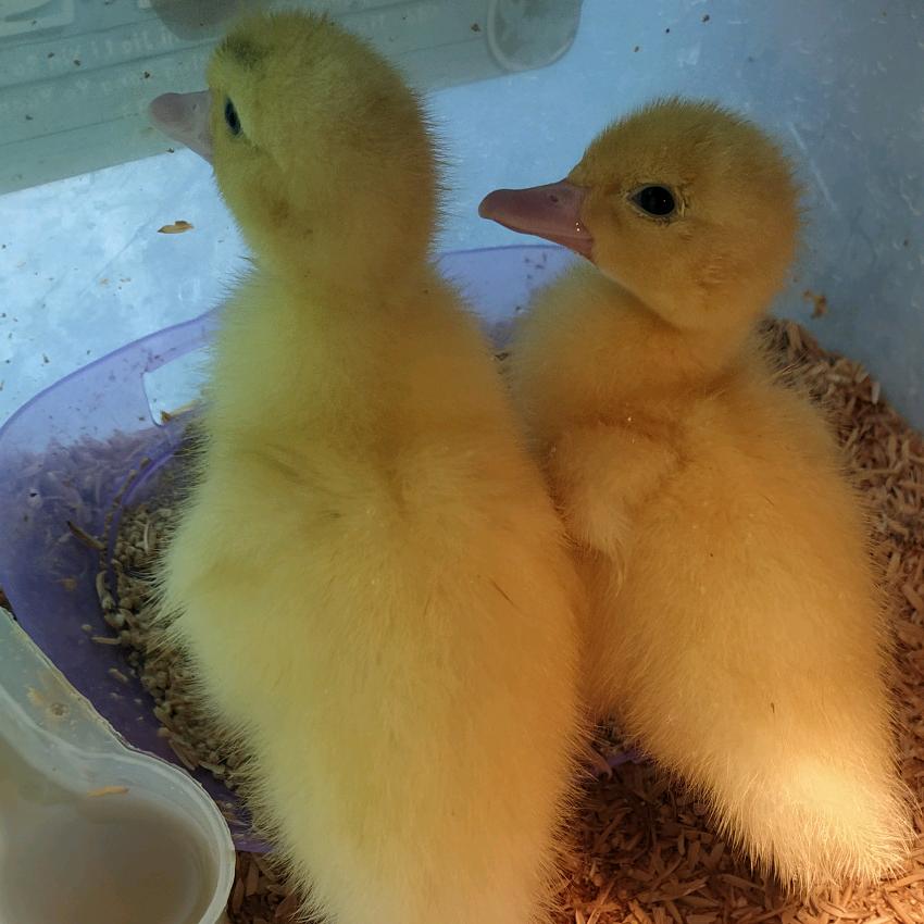 黑黑呆呆成长记