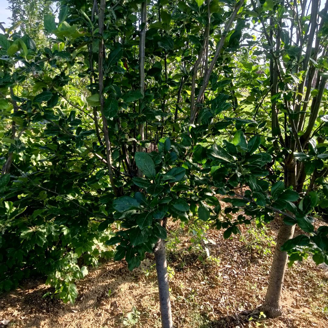 定州市苗木花卉