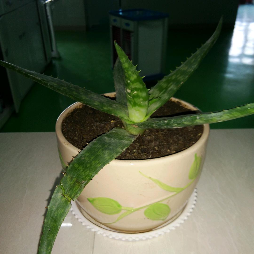 酷炫宝  u苏