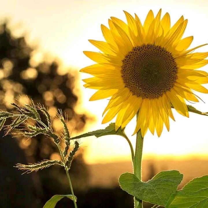 @忘忧草🌻🍀