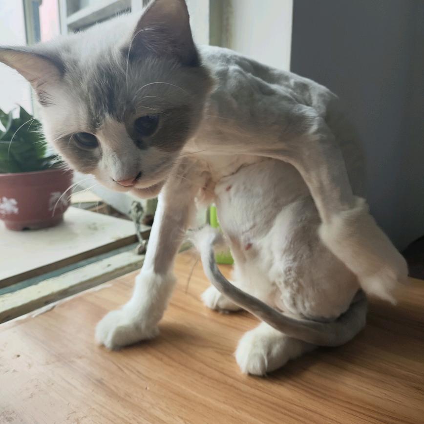 雪雪不腻害