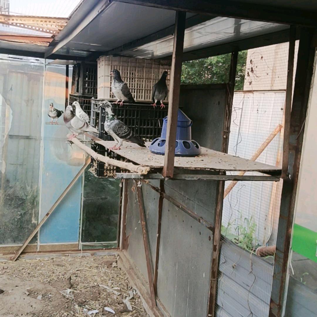 笨鸽养殖