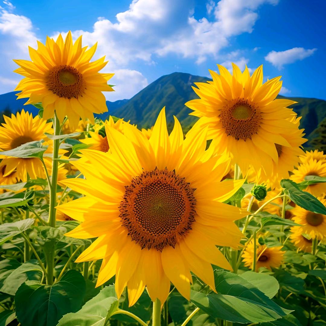 小覃🎙明早9.60首播