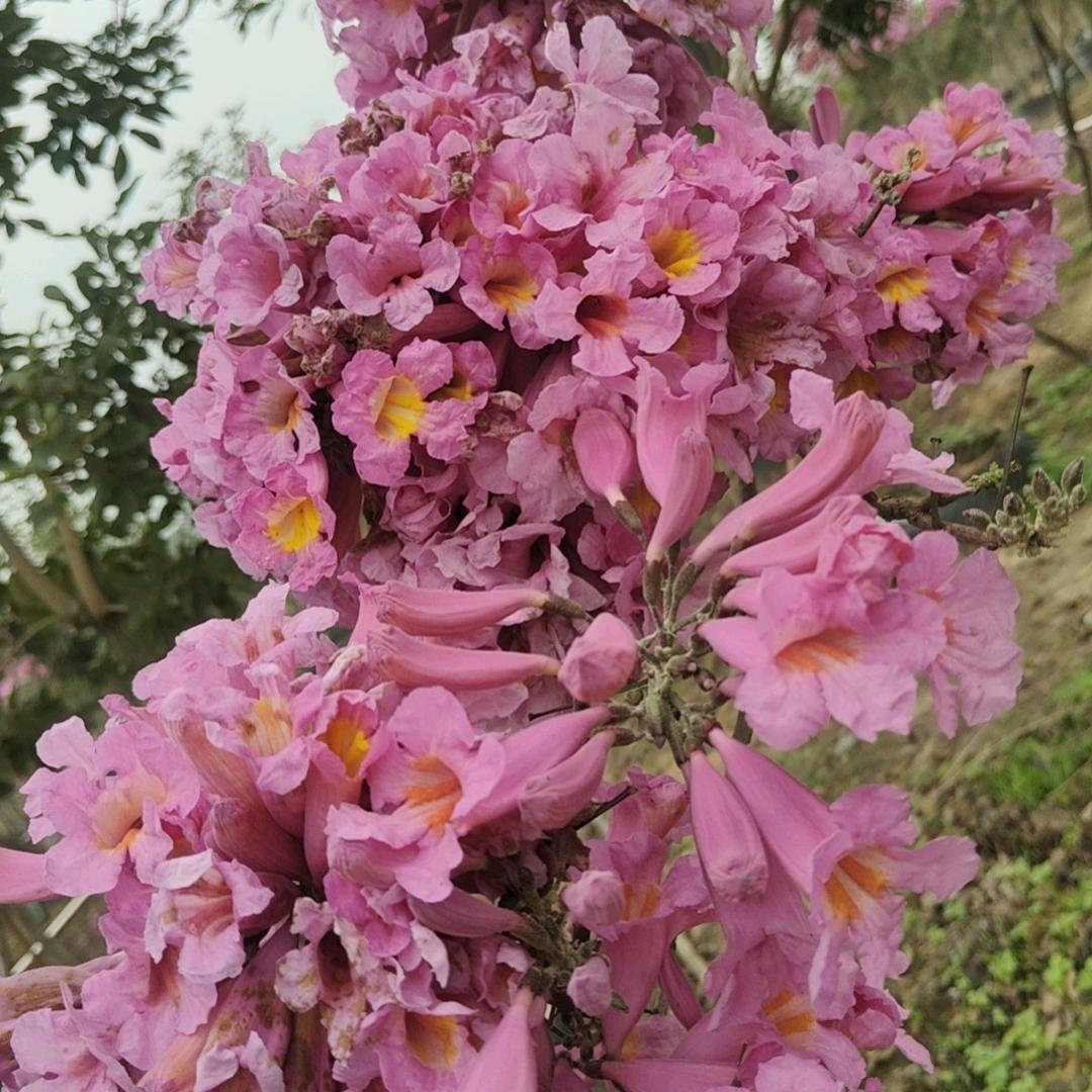 番禺泰景花木场范生