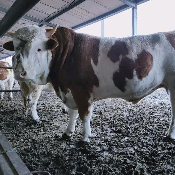 肉牛养殖