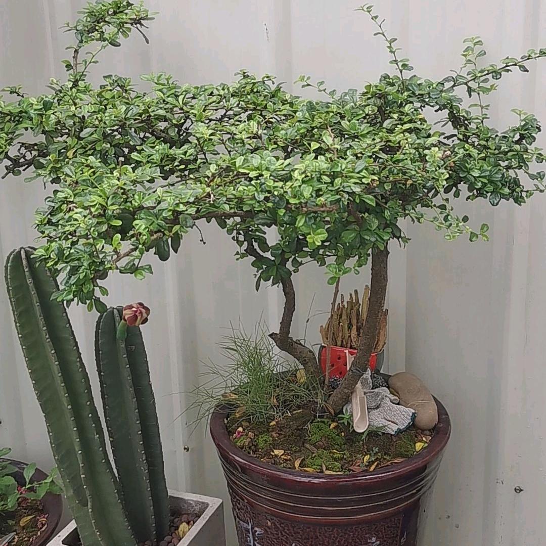 朱朱