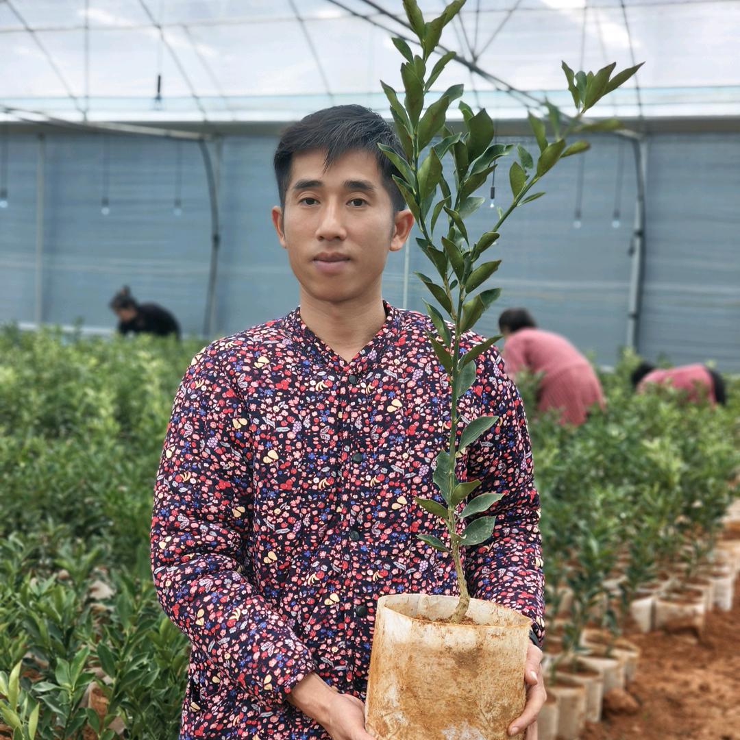 广西江秀才【专业果苗】