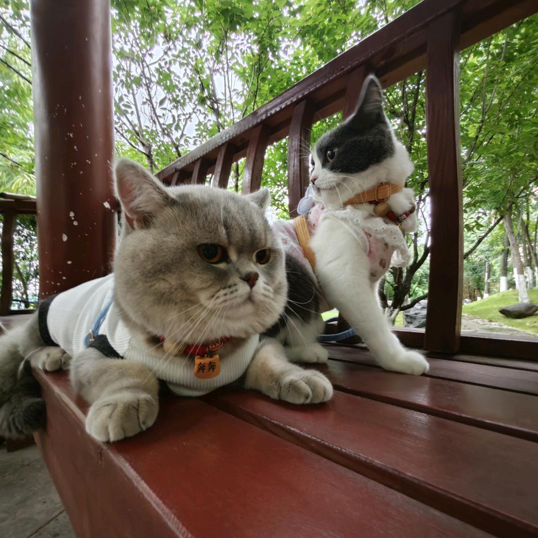 肥猪咪～🐱
