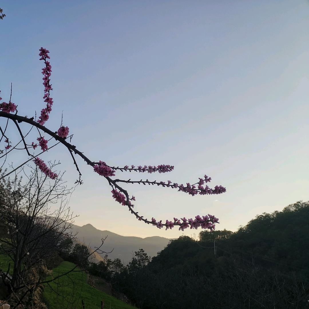 村干部(小张)