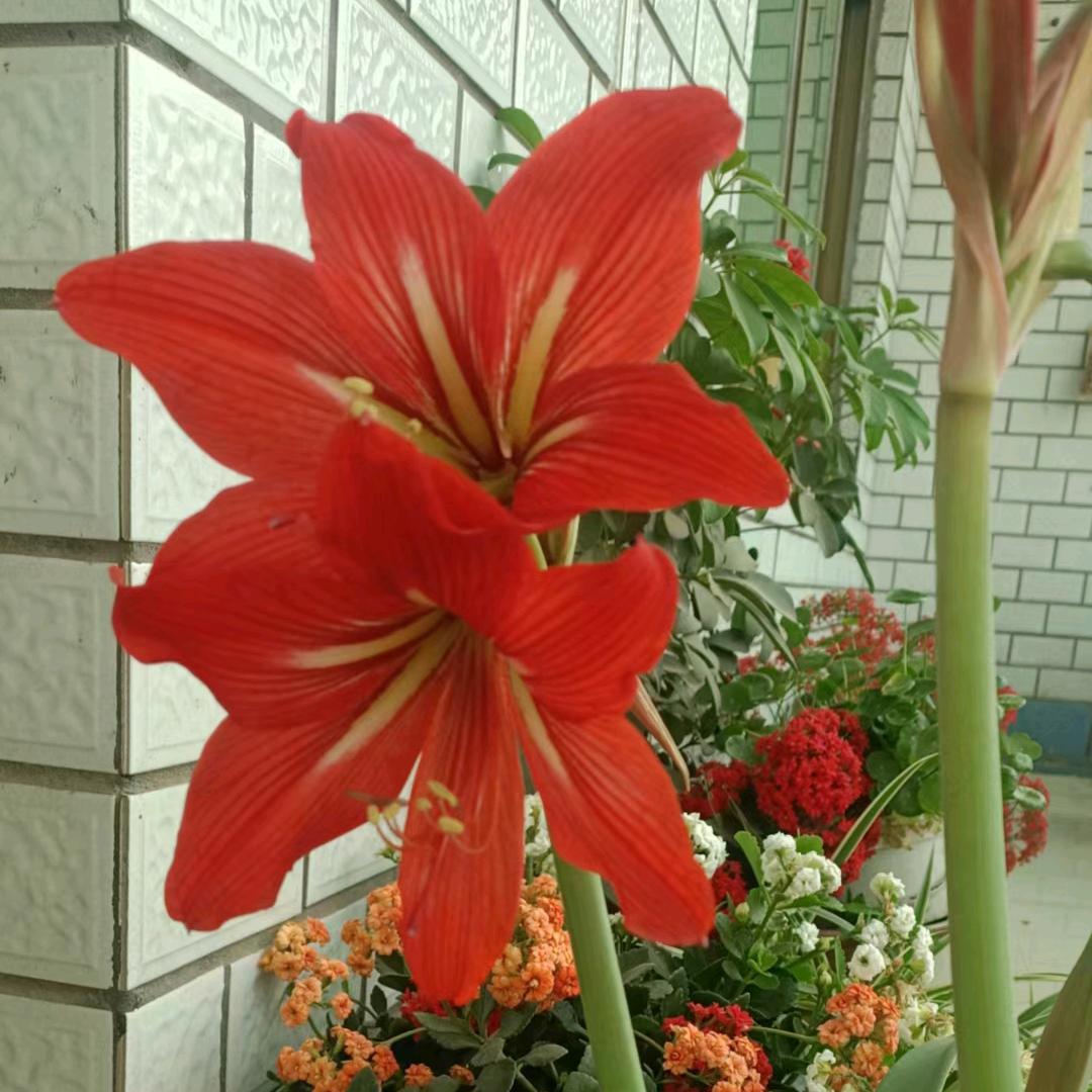 开心小草(拒私聊)
