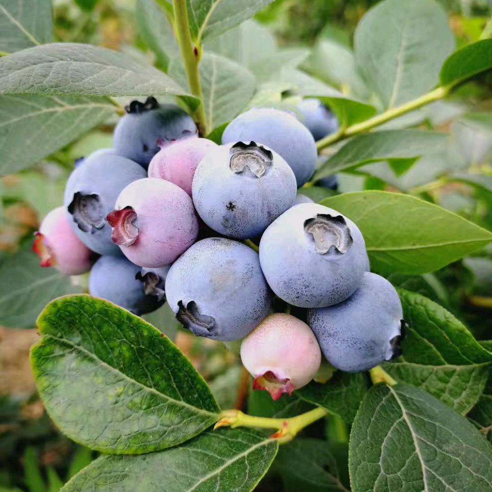 李正蓝莓园官方号