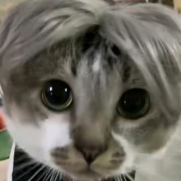 🍂🍃     ⭐🐽⭐    🍃🍂