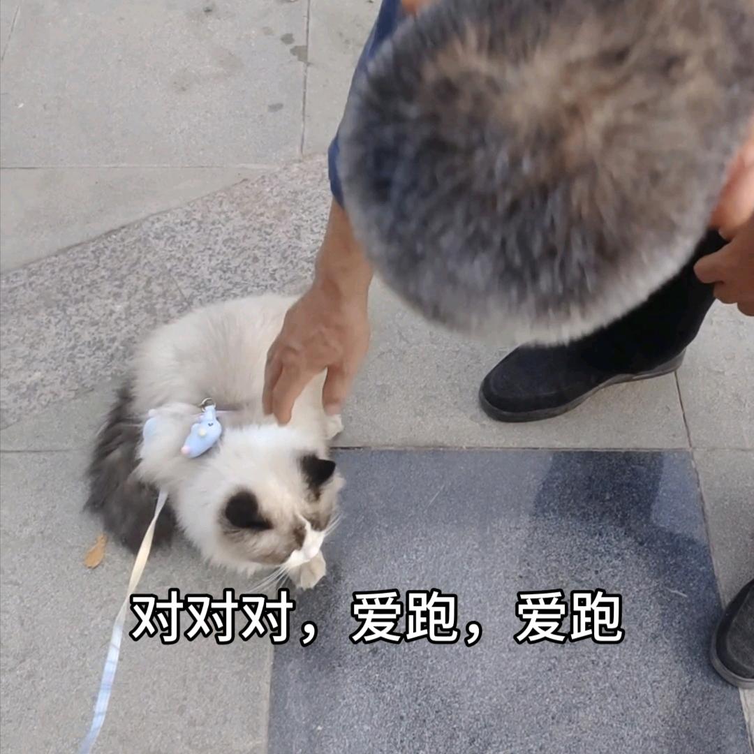 布偶阿呆