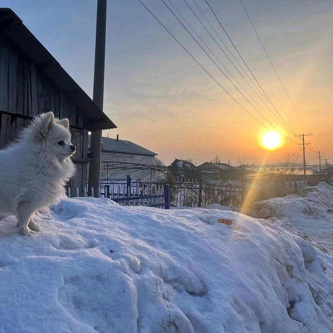 棉花糖？