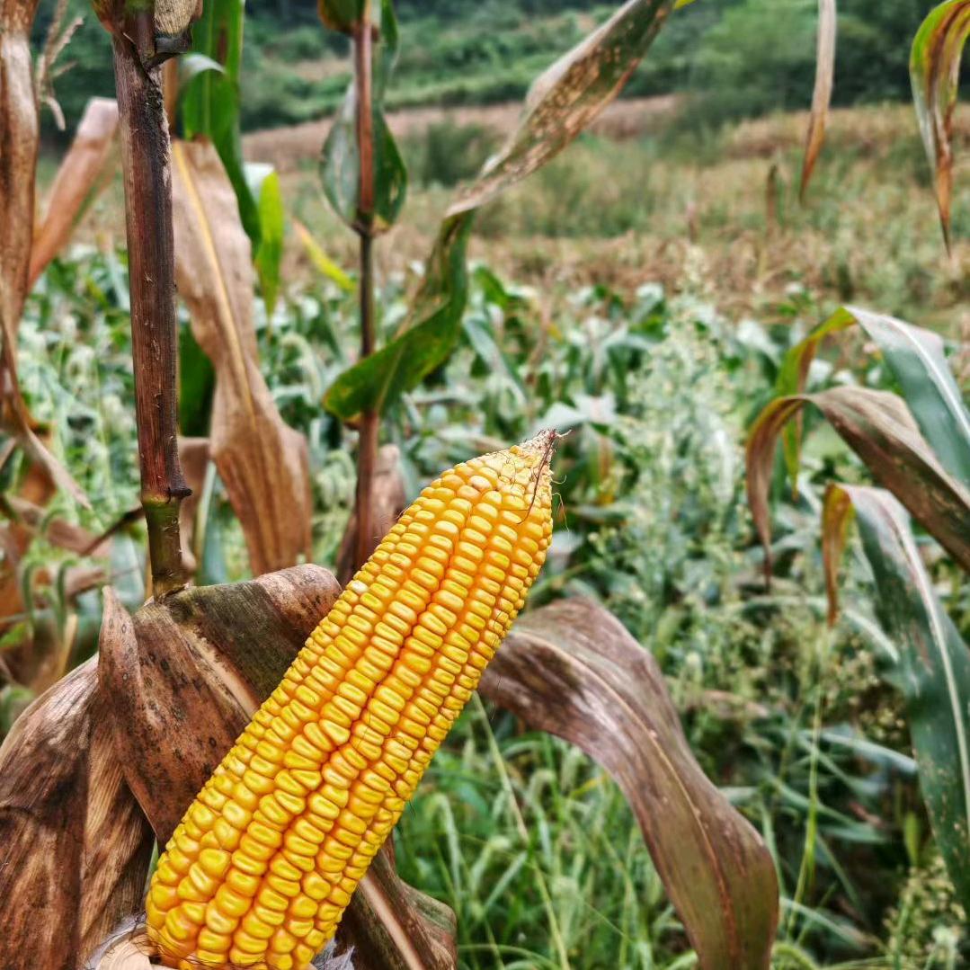 ℋღ᭄心儿'🍒᭄💞࿐