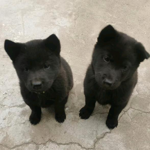 黑虎黑豹是两只五黑犬