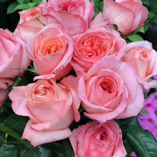 🍇🍑🍏善良🍎☘️不是笨