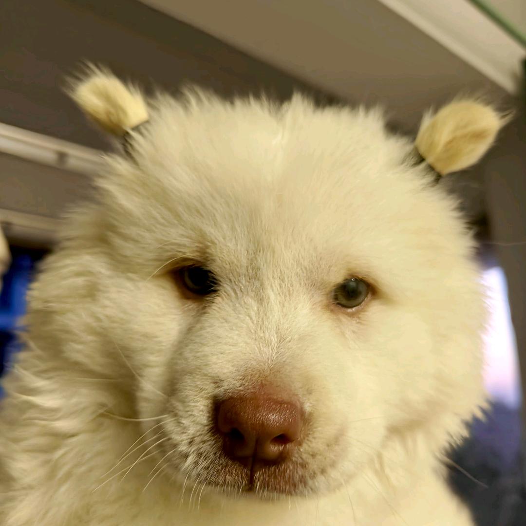 不拆家的财财