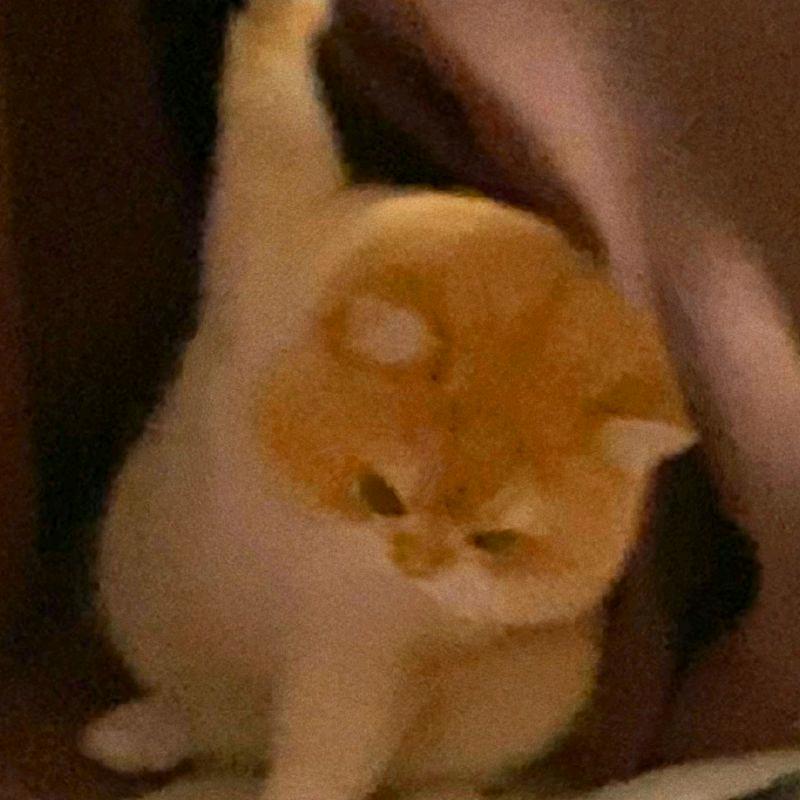 超级无敌大橙子