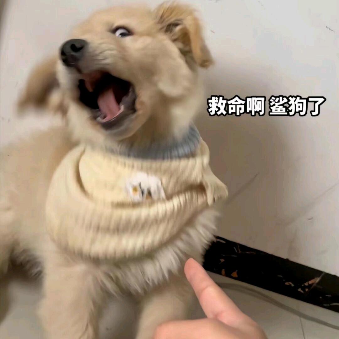 糖仔