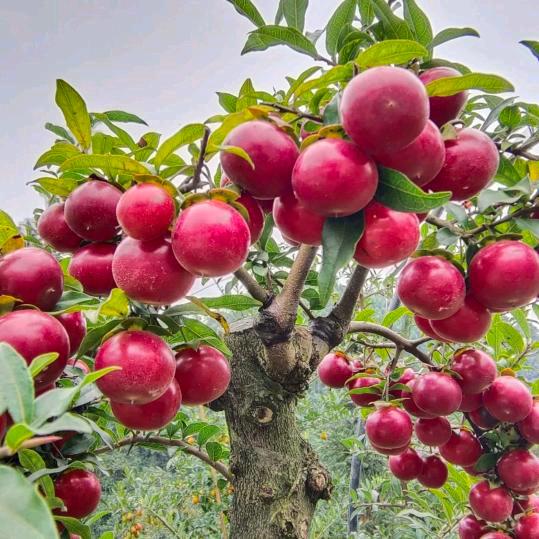 ㅤㅤ赊       刀        人