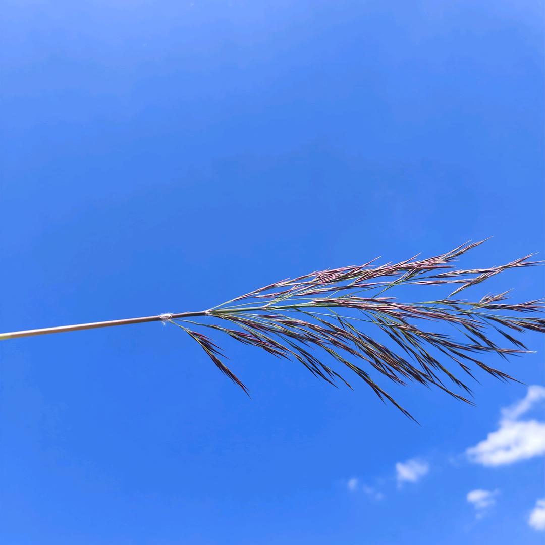 清风扶云