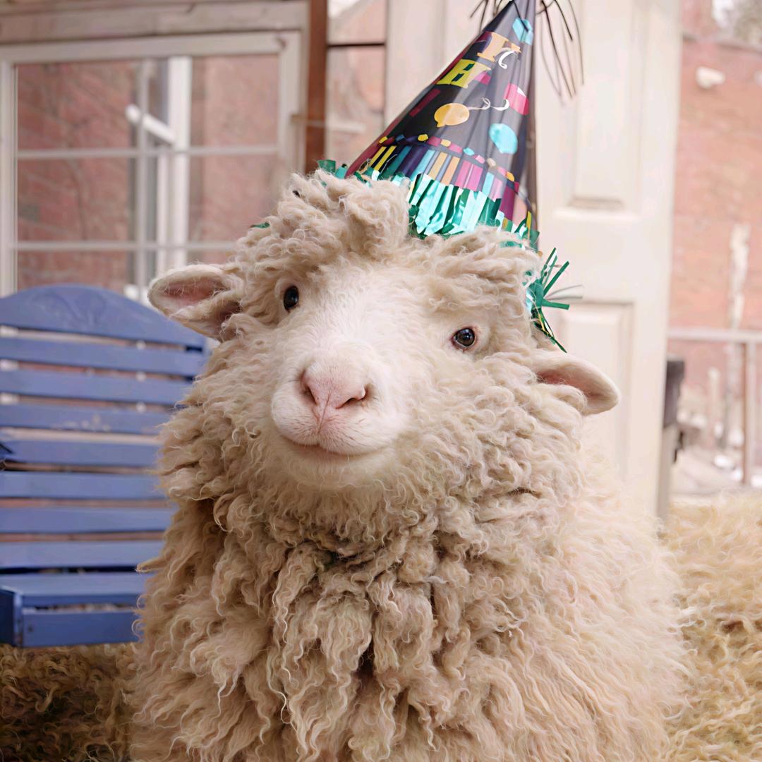 不吃狼的大灰羊