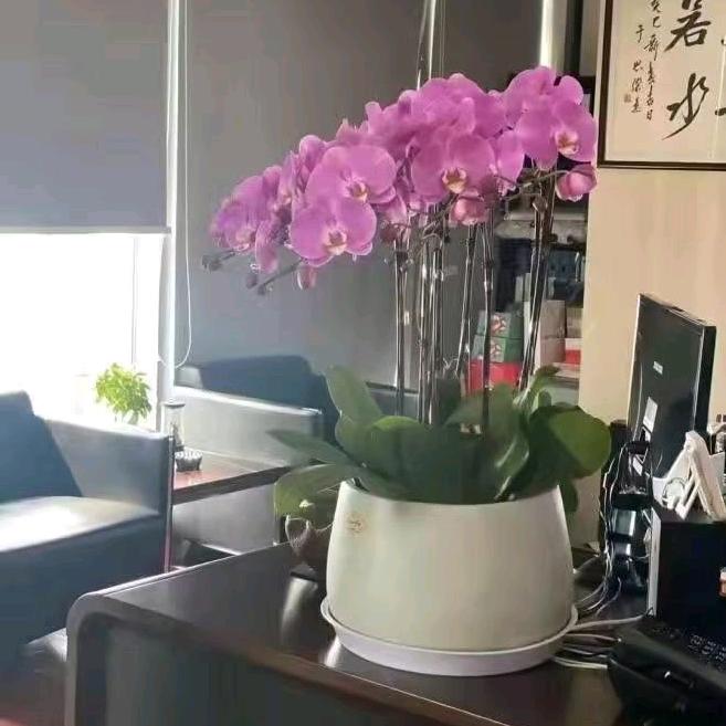 巧姐