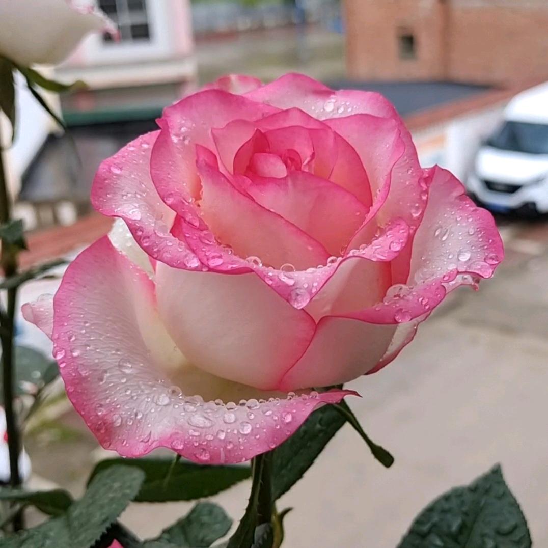 🍀小周同学养花记🍀