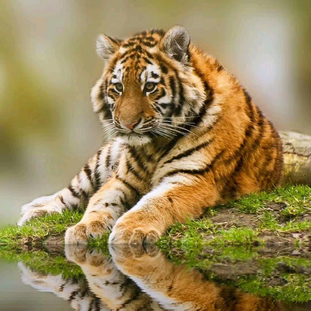 南江虎🐯