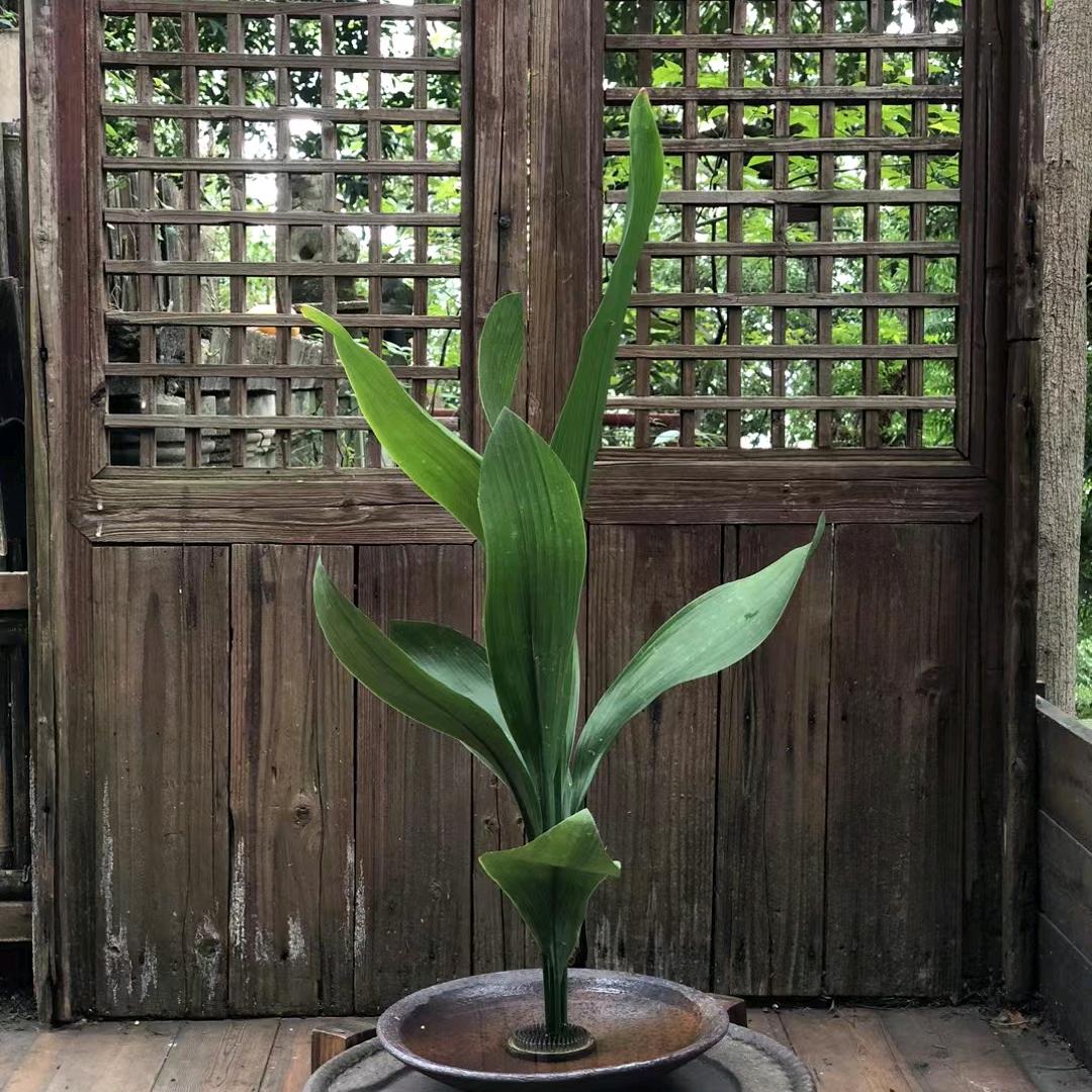 不会插花的花艺师