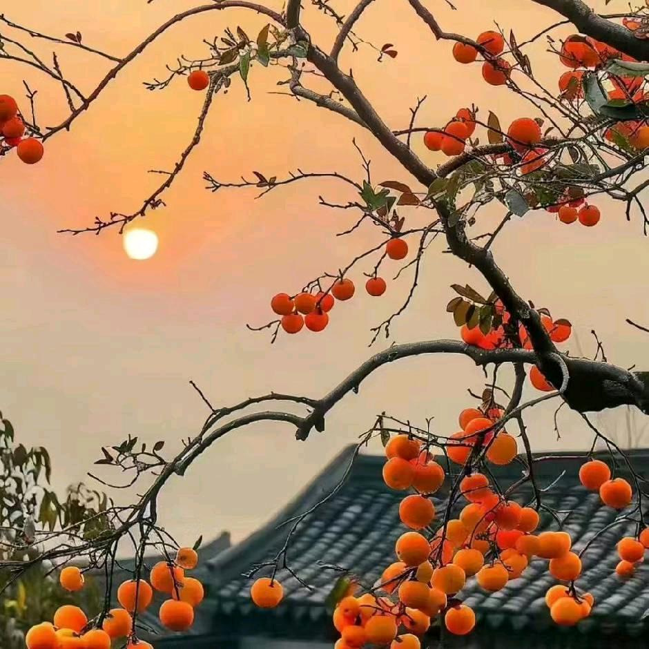 💞এ᭄²⁰柿柿如意²⁵ღ᭄💞: