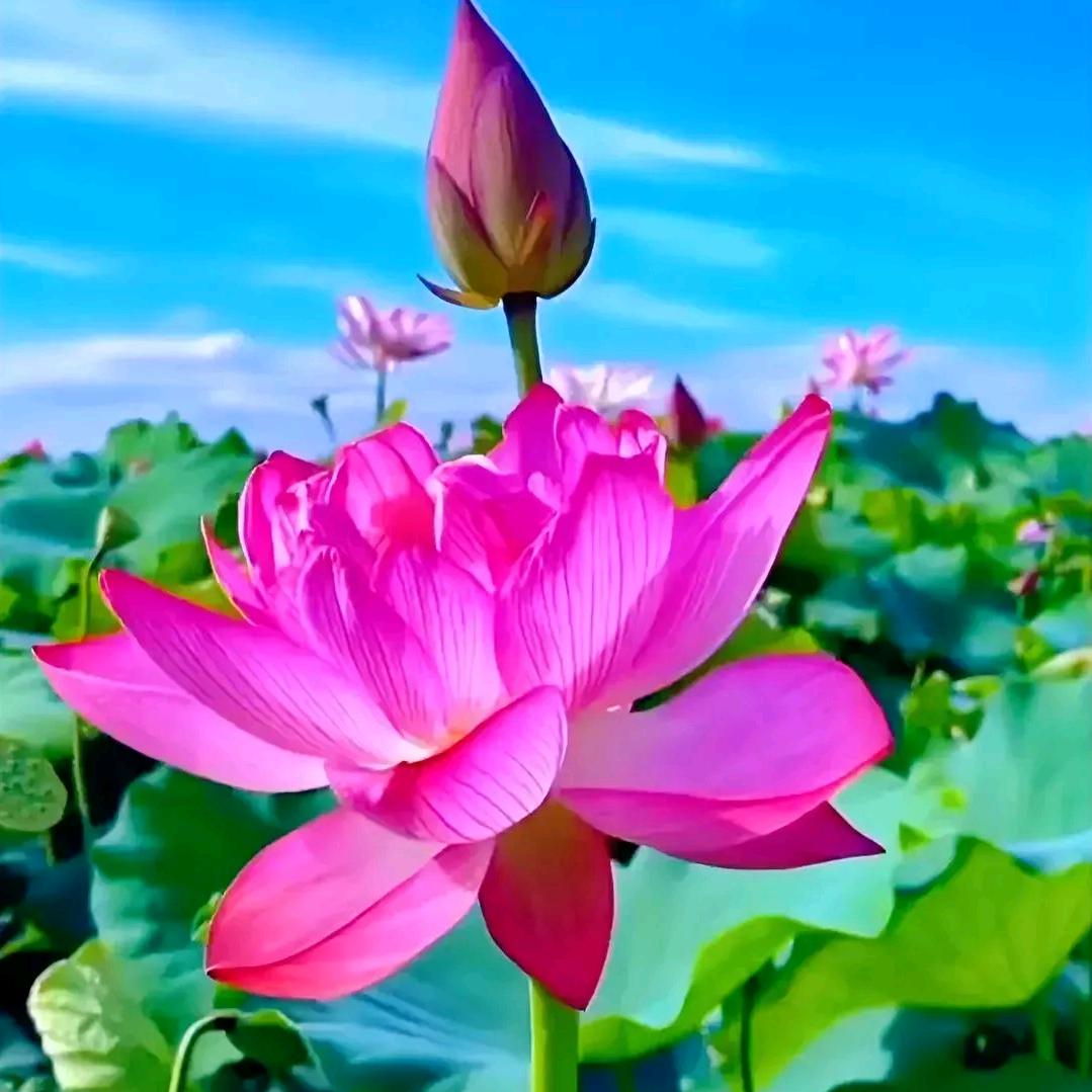 小蓝是我