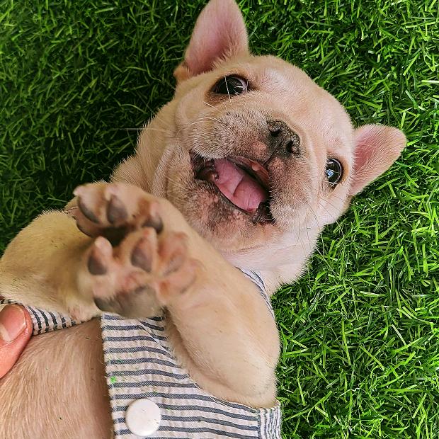 摇滚犬舍