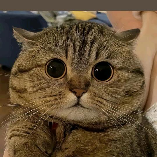 小猫咪