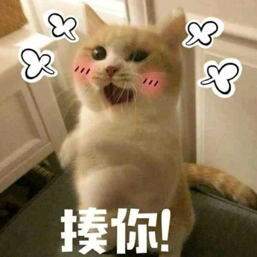 这猫有毒吧