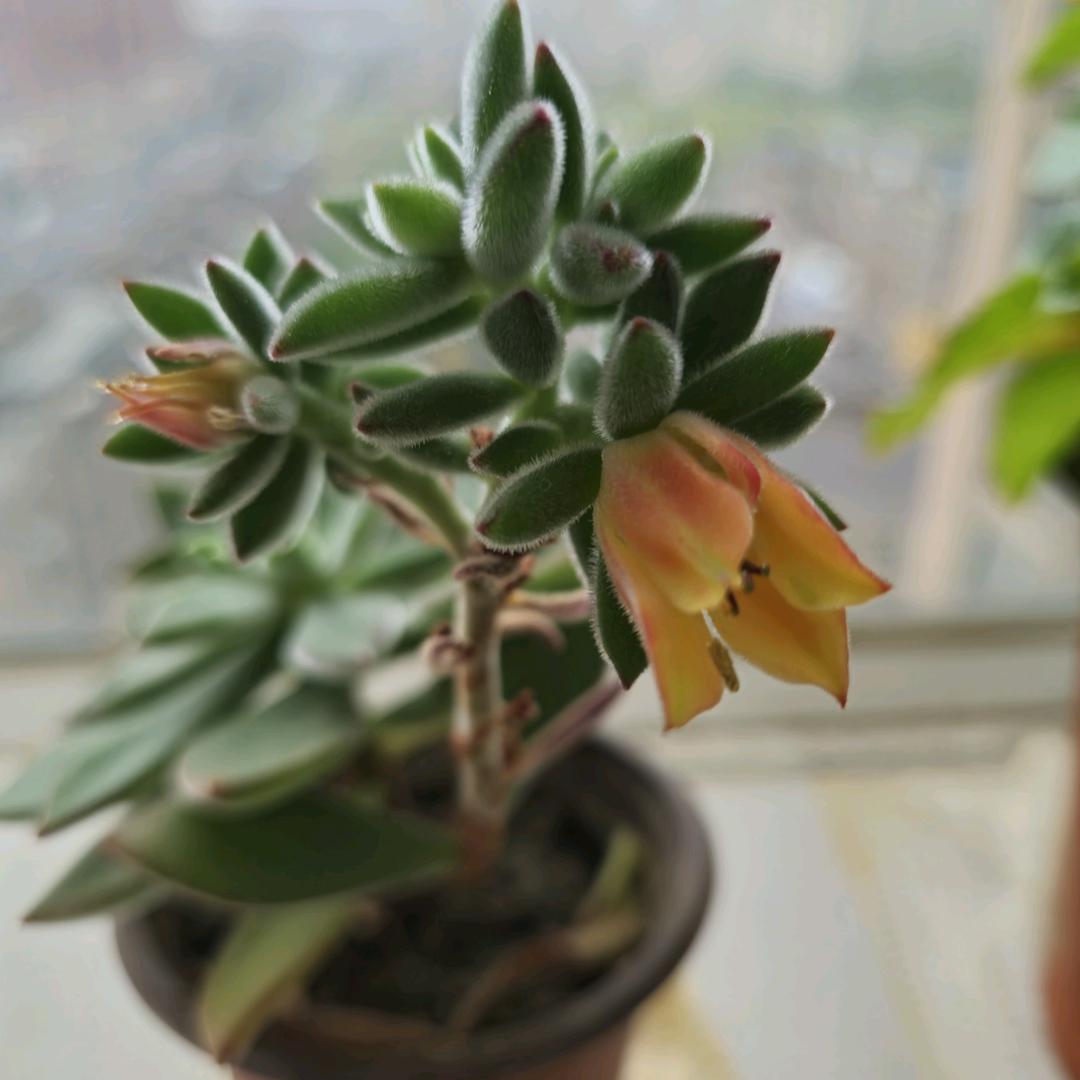 ML～