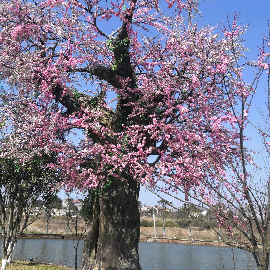 手机用户62723635552