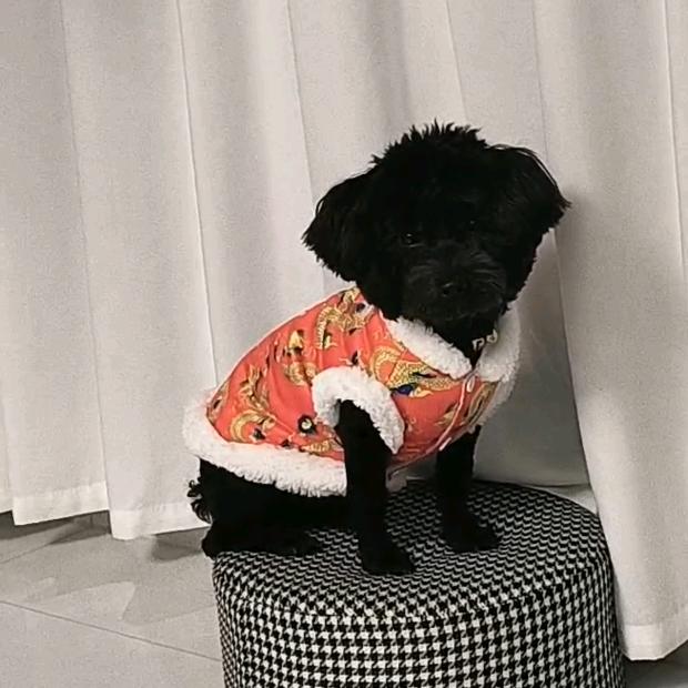 泰迪熊小黑弟弟😃