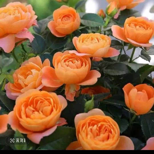 好物推荐🌹1314💋
