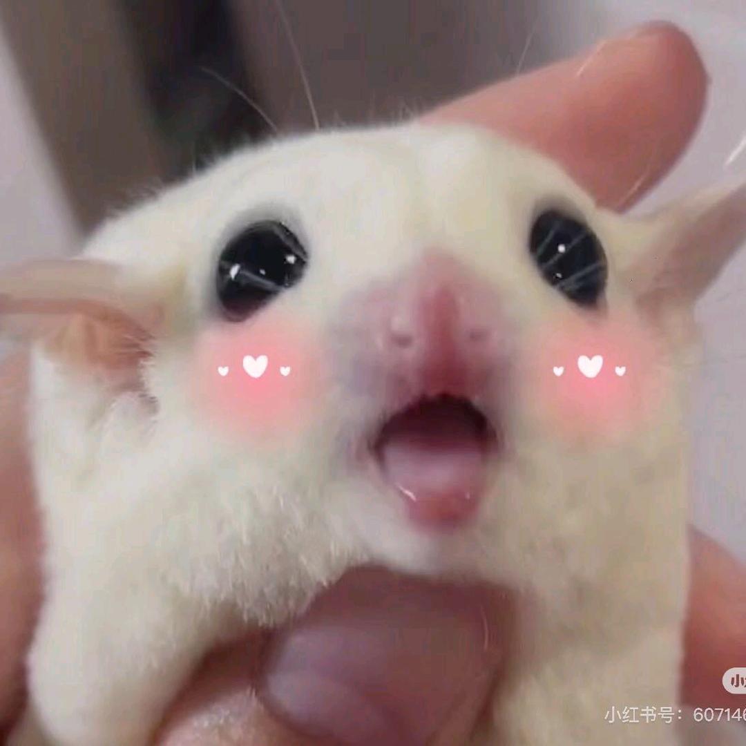 咕噜、蜜袋鼯