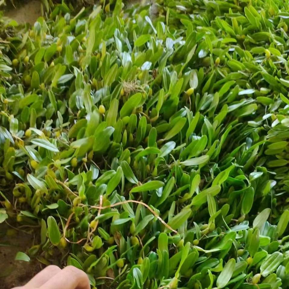 龖山货芳芳灪