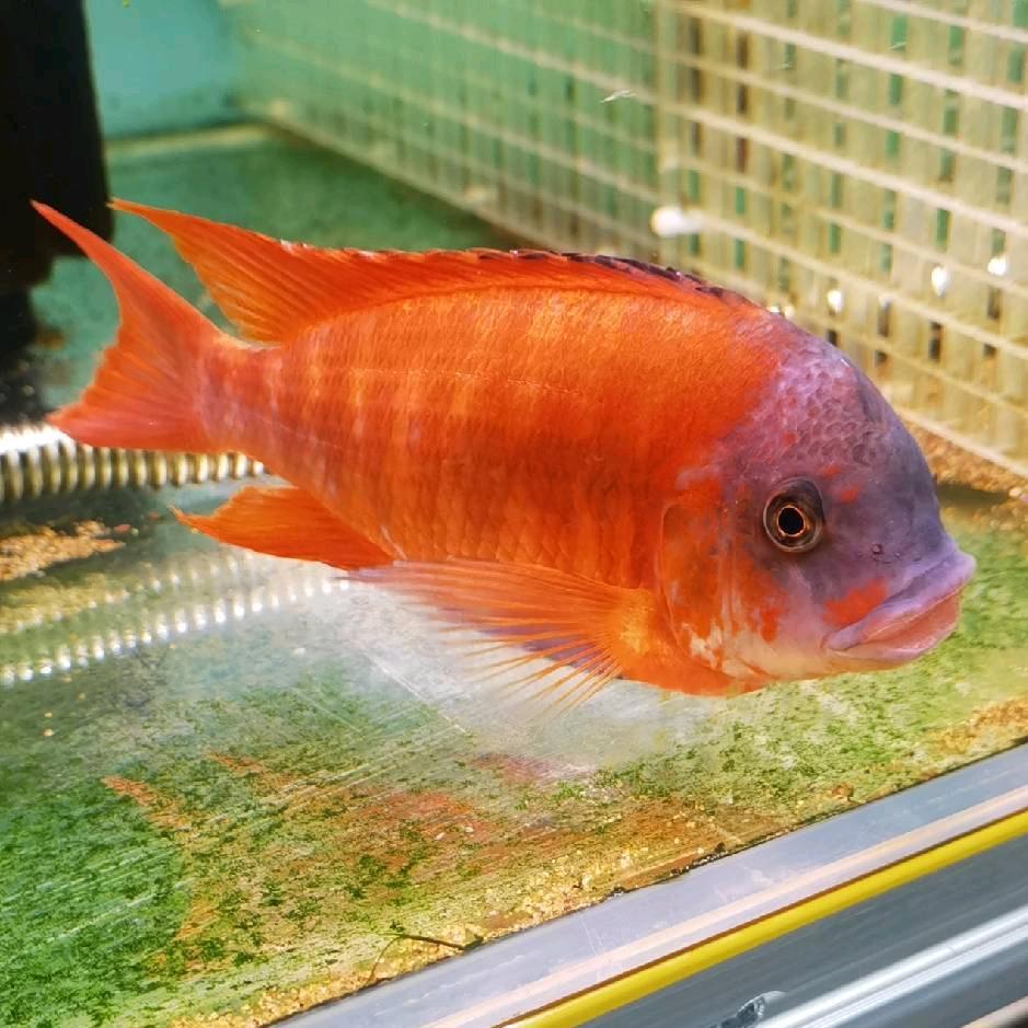 昊利三湖水族