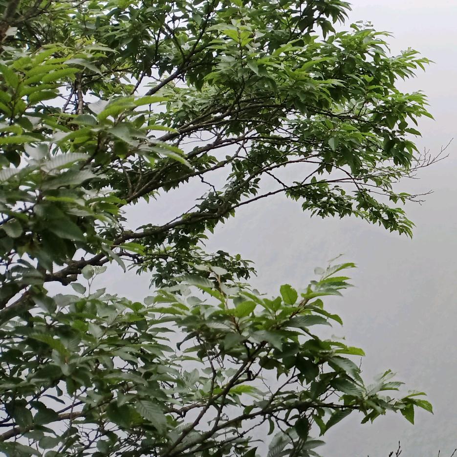 晚吟